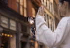 DJI OSMO MOBILE 7P